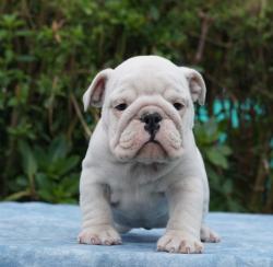 Click sobre la imagen para ampliarla