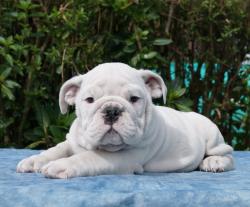 Click sobre la imagen para ampliarla