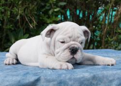 Click sobre la imagen para ampliarla