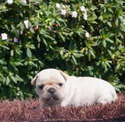 Click sobre la imagen para ampliarla