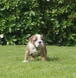 Cachorros de raza Bulldog Ingles para la venta del criadero Nutibara Bulldogs -Pet shop Special Dogs 


            


            