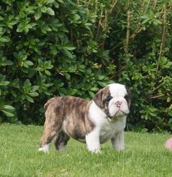 Cachorros de raza Bulldog Ingles para la venta del criadero Nutibara Bulldogs -Pet shop Special Dogs 


            


            