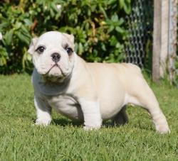 Cachorros de Raza Bulldog Ingles para la venta del criadero Nutibarabulldogs -Special Dogs, 100% puros


            


            