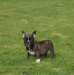 Cachorros de raza Bulldog frances para la venta del criadero Nutibara Bulldogs -Pet shop Special Dogs 

            


            