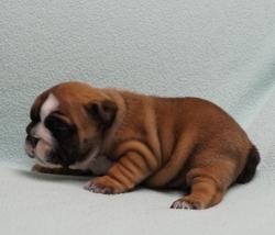 Click sobre la imagen para ampliarla