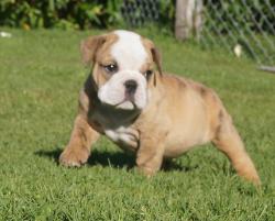 Click sobre la imagen para ampliarla