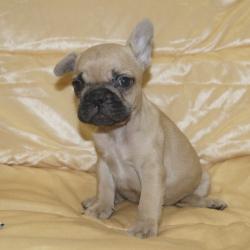 Click sobre la imagen para ampliarla