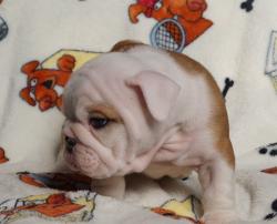 Click sobre la imagen para ampliarla