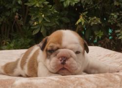 Click sobre la imagen para ampliarla