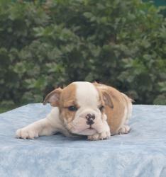 Click sobre la imagen para ampliarla