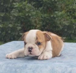 Click sobre la imagen para ampliarla