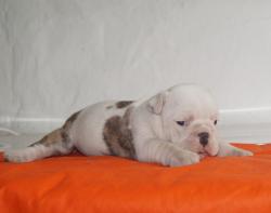 Click sobre la imagen para ampliarla