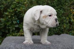 Click sobre la imagen para ampliarla