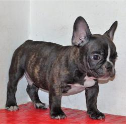 Click sobre la imagen para ampliarla