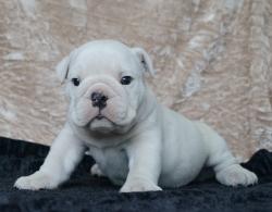 Click sobre la imagen para ampliarla