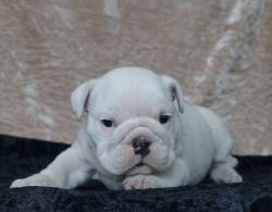 Click sobre la imagen para ampliarla