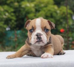 Click sobre la imagen para ampliarla