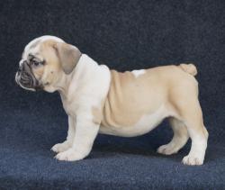 Click sobre la imagen para ampliarla