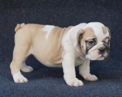 Click sobre la imagen para ampliarla