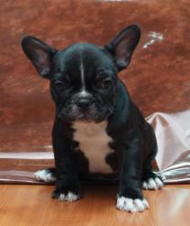 Cachorros de raza Bulldog Ingles para la venta del criadero Nutibara Bulldogs -Pet shop Special Dogs 


            


            