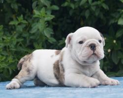 Click sobre la imagen para ampliarla