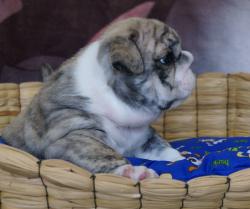 Click sobre la imagen para ampliarla