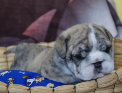 Click sobre la imagen para ampliarla