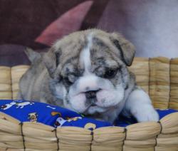 Click sobre la imagen para ampliarla