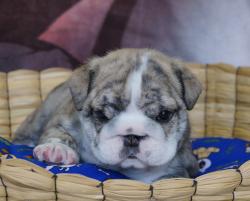 Click sobre la imagen para ampliarla