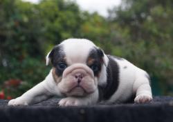 Click sobre la imagen para ampliarla