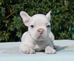 Click sobre la imagen para ampliarla