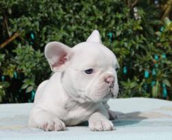 Click sobre la imagen para ampliarla