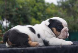 Click sobre la imagen para ampliarla