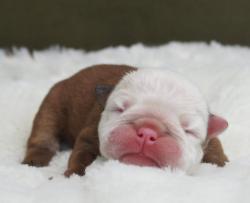 Cachorros de raza Bulldog Ingles para la venta del criadero Nutibara Bulldogs -Pet shop Special Dogs 


            


            