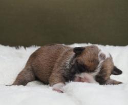 Cachorros de raza Bulldog Ingles para la venta del criadero Nutibara Bulldogs -Pet shop Special Dogs 


            


            