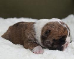 Click sobre la imagen para ampliarla