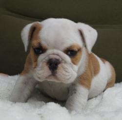 Cachorros de raza Bulldog Ingles para la venta del criadero Nutibara Bulldogs -Pet shop Special Dog


            


            