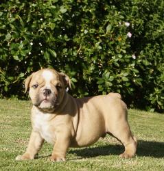 Cachorros de raza Bulldog Ingles para la venta del criadero Nutibara Bulldogs -Pet shop Special Dogs 

            


            