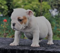 Click sobre la imagen para ampliarla