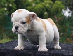 Click sobre la imagen para ampliarla