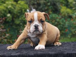 Click sobre la imagen para ampliarla