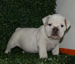 Click sobre la imagen para ampliarla