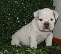 Click sobre la imagen para ampliarla