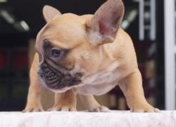 Click sobre la imagen para ampliarla