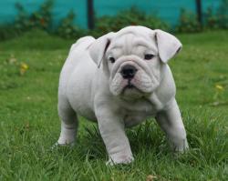 Click sobre la imagen para ampliarla