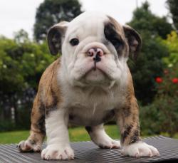 Cachorros de Bulldog Ingles para la venta 100 % registrados, excelente pedigree para la venta.


            


            