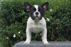 Click sobre la imagen para ampliarla