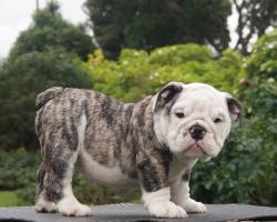 Cachorros de Bulldog Ingles para la venta 100 % registrados, excelente pedigree para la venta.

            


            