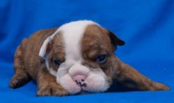 Cachorros de raza Bulldog Ingles para la venta del criadero Nutibara Bulldogs -Pet shop Special Dogs 


            


            
