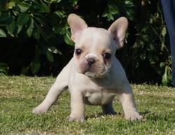 Cachorros de raza Bulldog frances para la venta del criadero Nutibara Bulldogs -Pet shop Special Dogs 


            


            